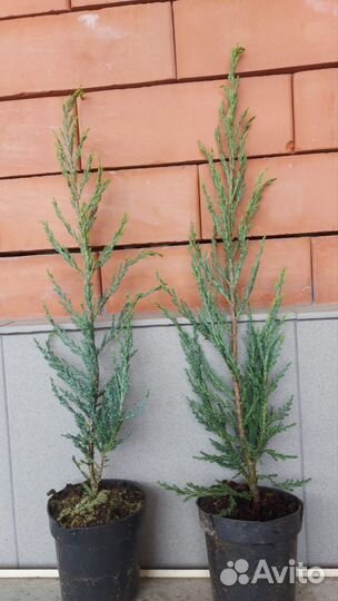 Продам голубой можжевельник Блю Эрроу