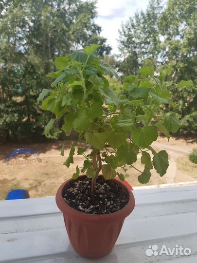 Пеларгония душистая