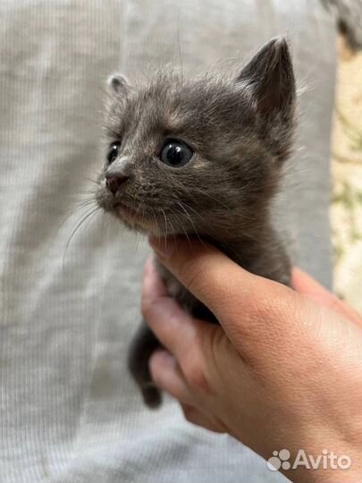 Кошка