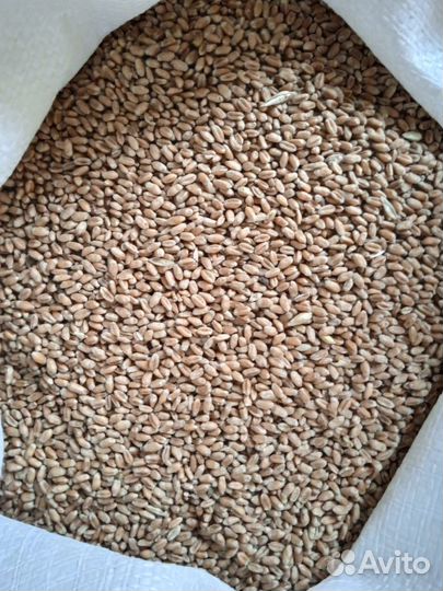 Пшеница, Зерно, размол. Кукуруза, овёс, ячмень: