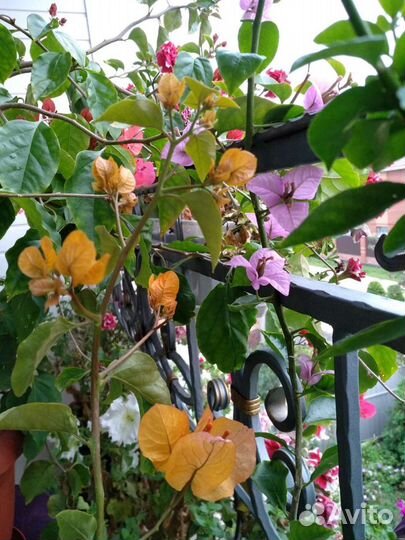 Бугенвиллия Easter Parade