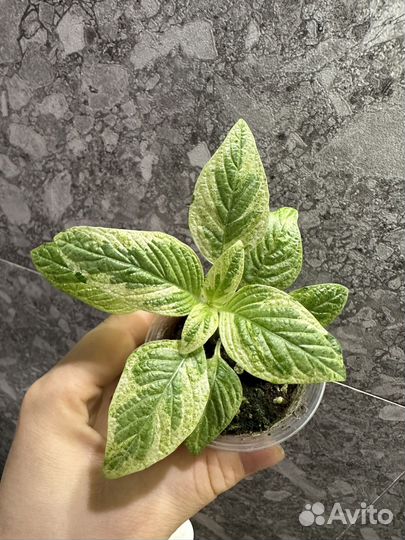 Комнатные растения часть 3