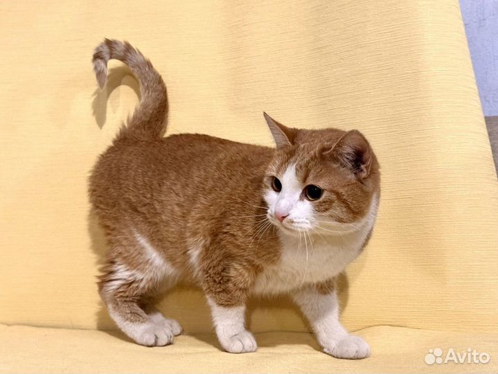 Рыжая кошка добрым людям