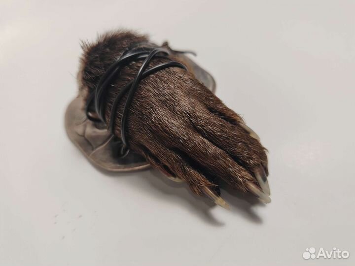 Лапка выдры