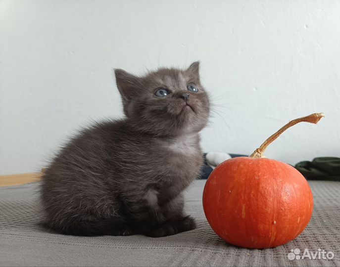 Котята британцы