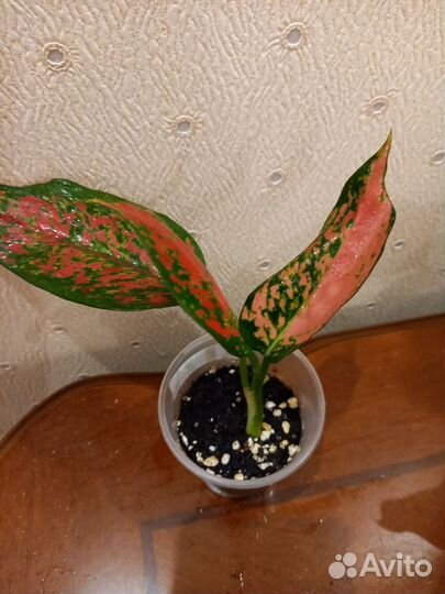 Аглаонемы Далматин,Даенг мане,Пинк аврора