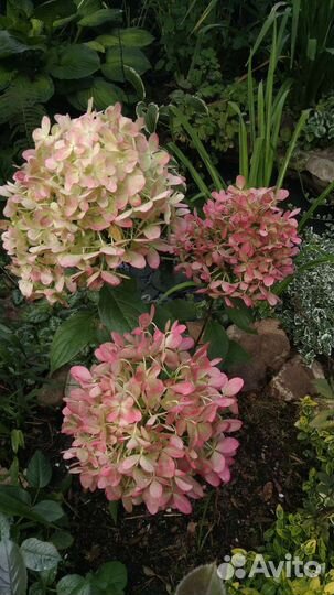 Гортензии метельчатые и древовидные