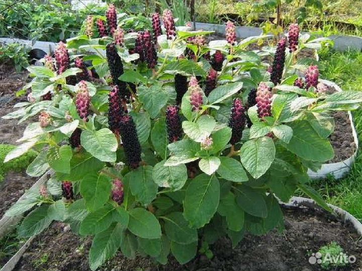 Многолетники