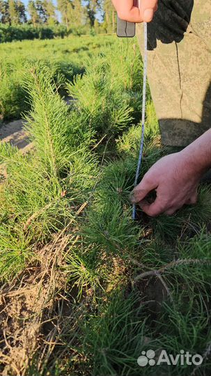 Сеянцы сосны обыкновенной окс от производителя