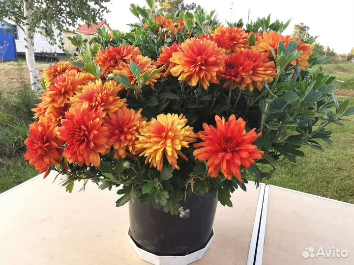 Хризантема корейская в кашпо