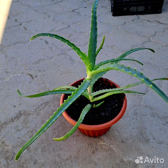 Алоэ столетник, 3 года