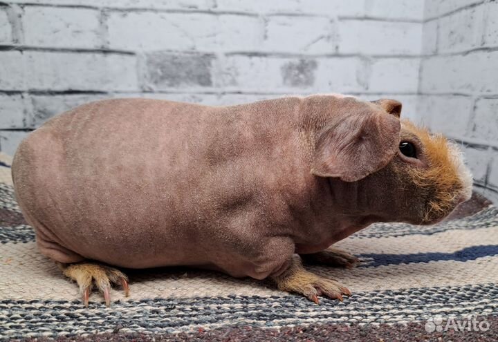 Морская свинка скинни