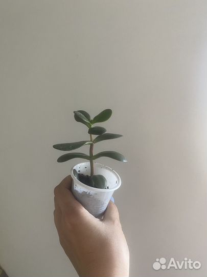 Продам отростки