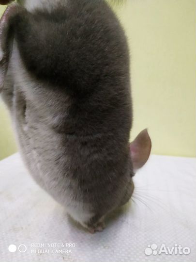 Шиншилла Чёрный жемчуг