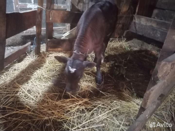 Бычок Абердин