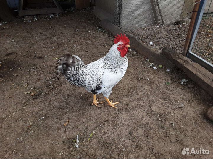 Молодняк птицы