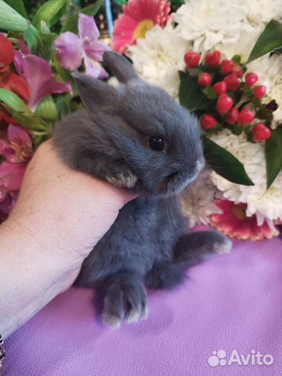 Ручные карликовые кролики.Домашнее содержание