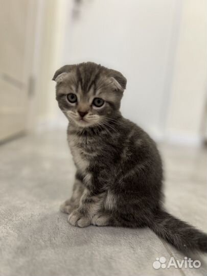Котёнок вислоухий