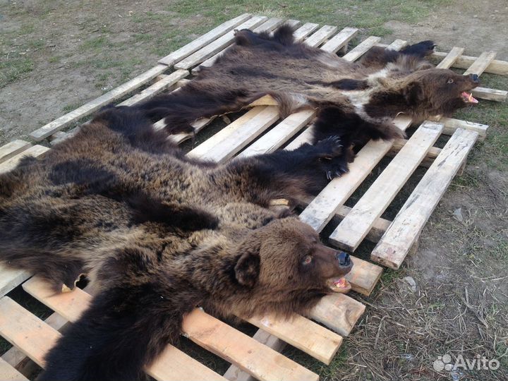 Таксидермия (чучело)