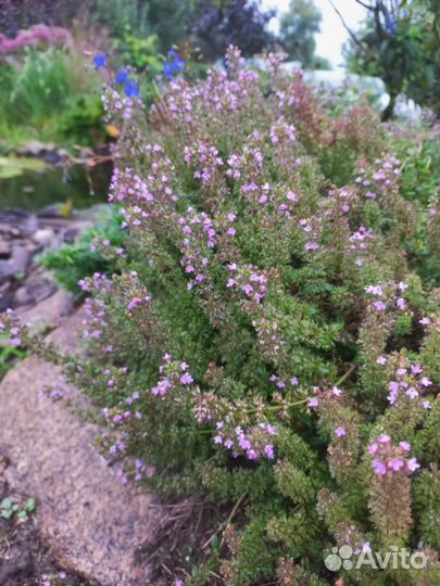 Тимьян ползучий (чабрец), Вероника синяя