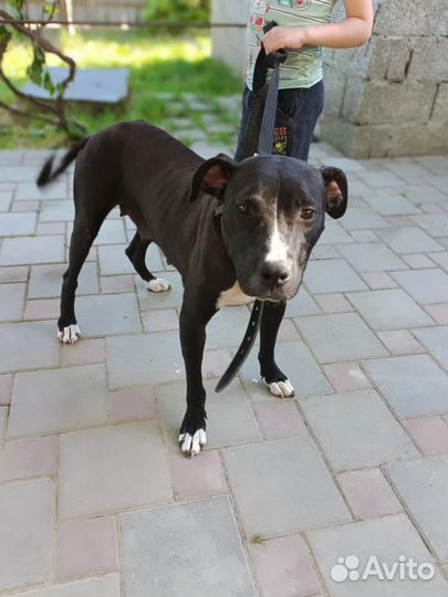 Пит в добрые руки