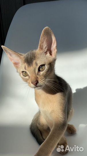 Шикарный голубой кот