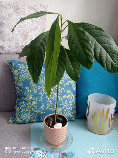 Авокадо растение