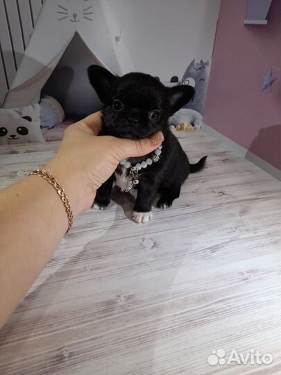 Чихуашечки