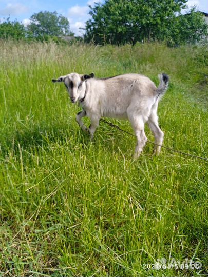 Продам козлят, коз
