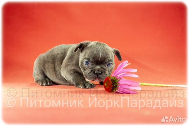 Голубые бульдоги девочки