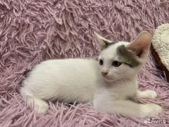 Котята 2,5 месяца