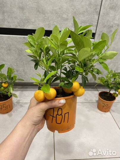 Мандариновое дерево