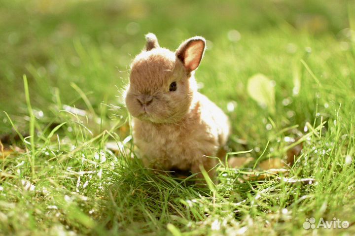 Мини карликовый кролик. Декоративный кролик