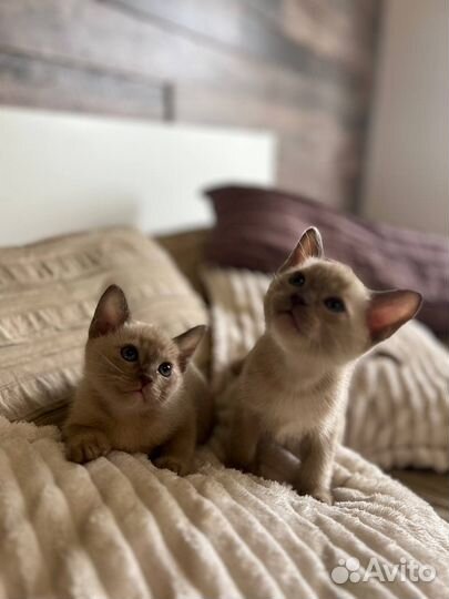 Бурманские котята