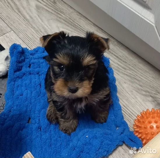 Йоркширский терьер