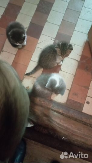 Котята в добрые руки бесплатно