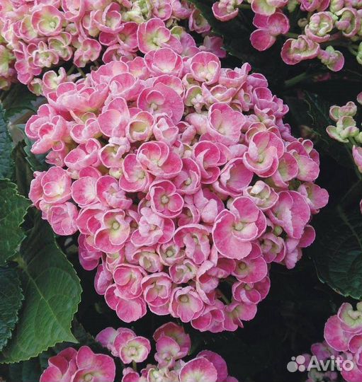 Гортензия крупнолистная в горшке