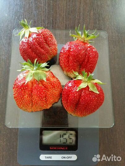 Сортовая клубника: азия; клери; хоней, брилла и др