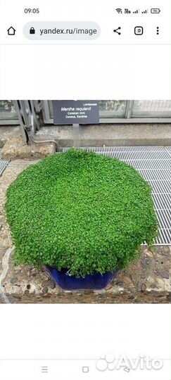 Мята корсиканская миниминт