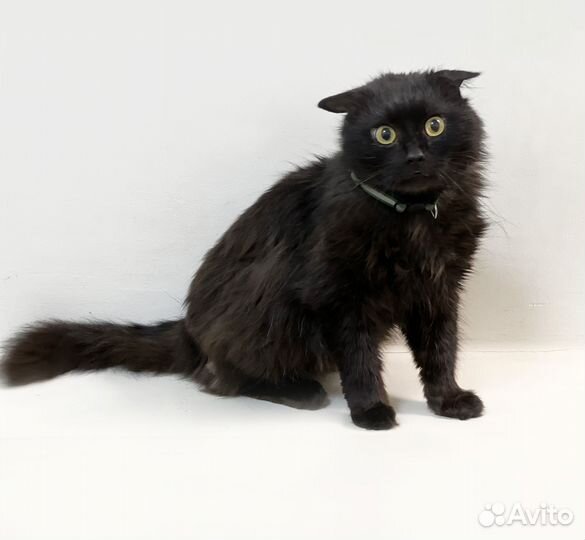 Вислоухий черный котик в дар