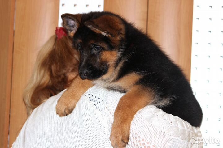 Шикарный кобель с документами РКФ
