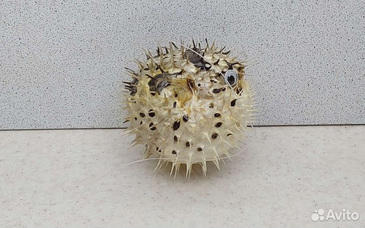 Рыба Еж 7,8 морской сувенир подарок