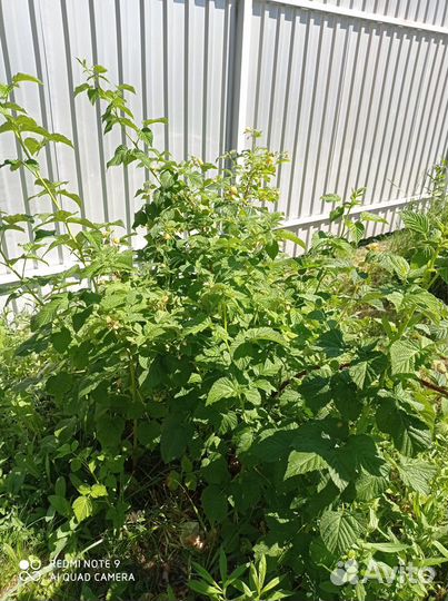 Малина жёлтая куст