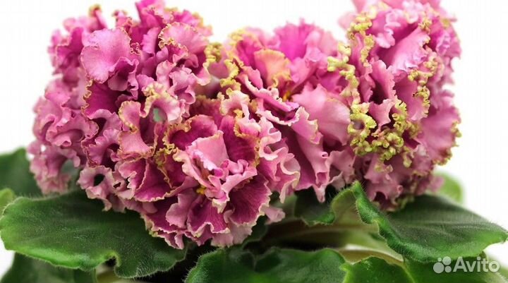 Детки сортовых фиалок