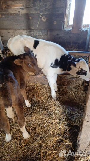 Продажа телят