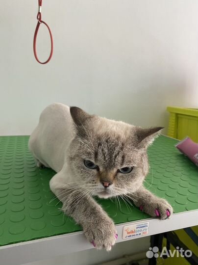 Услуги грумера