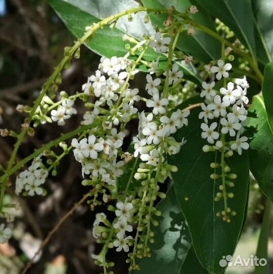 Цитарексилум