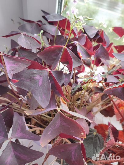 Кислица оксалис