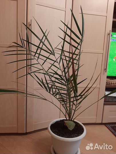 Финиковая пальма