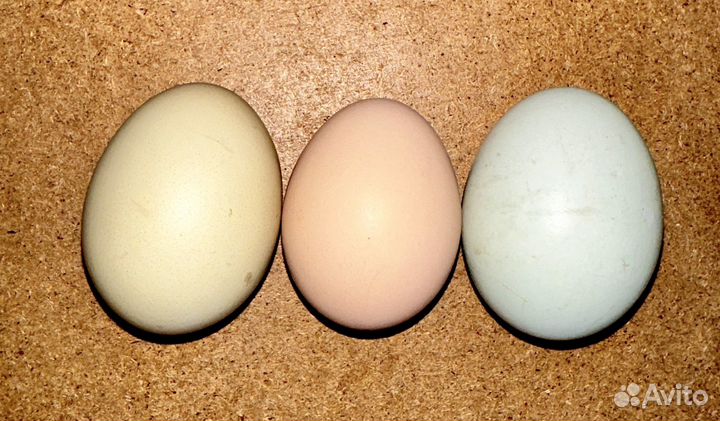 Цыпленок амераукана